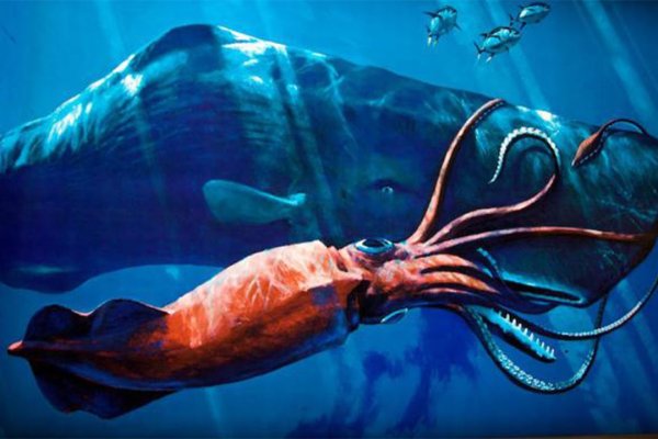 Kraken россия